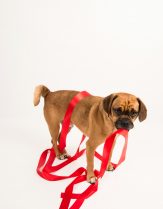 Training Products & Harnesses